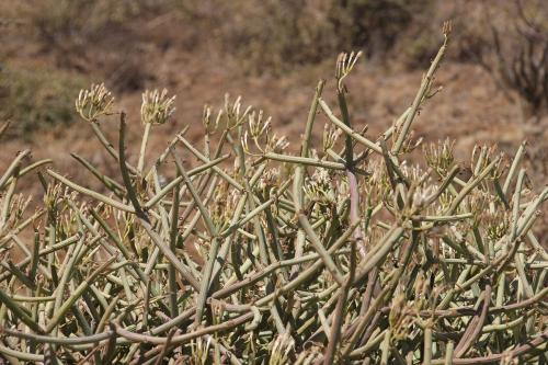 Senecio-sp-Marsabit-Gof-Choba-Kenya-2014-Christian-IMG 2138