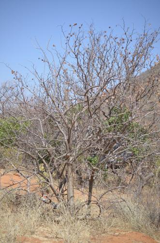 Sesamothamnus-buseanus-PV2686-Turbi-GPS170-Kenya-2014 0889