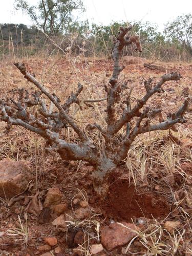 Sesamothamnus-rivae-Sagala-Kenya-2012 PV1422