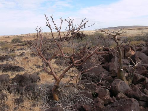 Sesamothamnus-rivae-buseanus-PV2509-Adenium-somalense-Marsabit-SZ-GPS177-Kenya-2012 PV1029