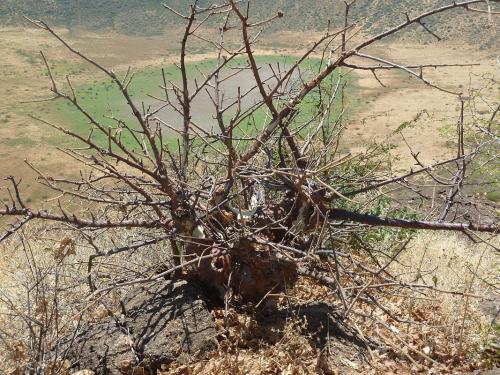 Sterculia-rynchocarpa-Marsabit-Gof-Choba-GPS170-Kenya-2012-Kazungu-P1000617