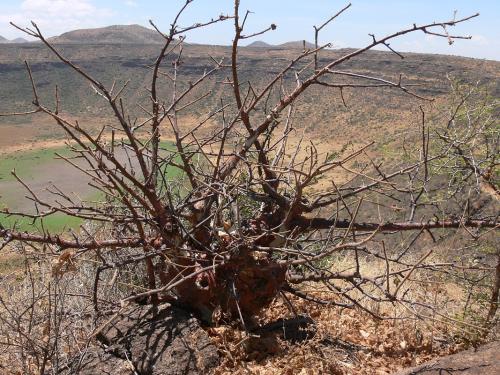 Sterculia-rynchocarpa-Marsabit-Gof-Choba-GPS170-Kenya-2012 PV0700