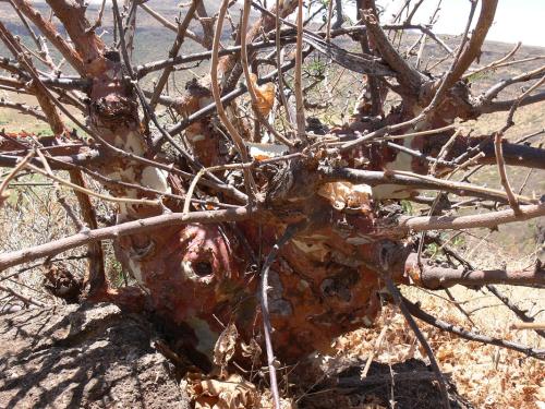 Sterculia-rynchocarpa-Marsabit-Gof-Choba-GPS170-Kenya-2012 PV0701