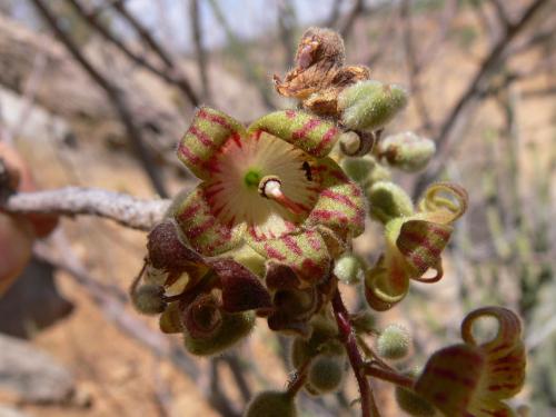 Sterculia-rynchocarpa-Merille-GPS168-Kenya-2012 PV0474