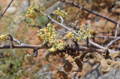 Sterculia-rynchocarpa-Merille-GPS168-v-2012-Kenya-2014 0470