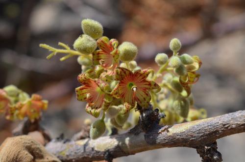 Sterculia-rynchocarpa-Merille-GPS168-v-2012-Kenya-2014 0474