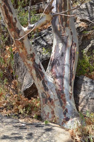 Sterculia-rynchocarpa-Merille-GPS168-v-2012-Kenya-2014 0481