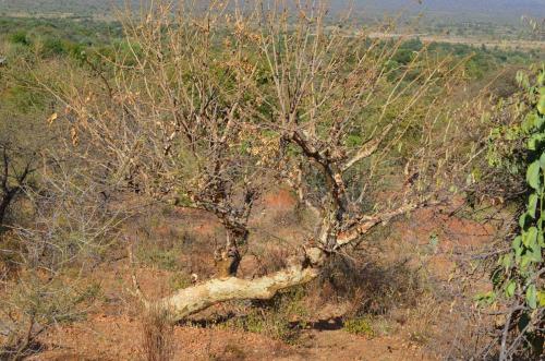 Sterculia-rynchocarpa-PV2690-Sololo-Kenya-2014 0976