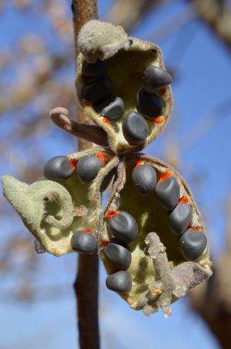 Sterculia-rynchocarpa-PV2690-Sololo-Kenya-2014 0978