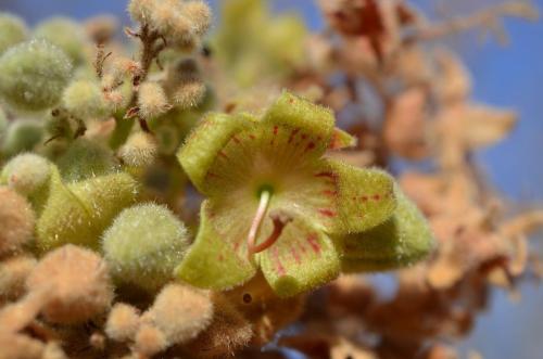 Sterculia-rynchocarpa-PV2690-Sololo-Kenya-2014 0979