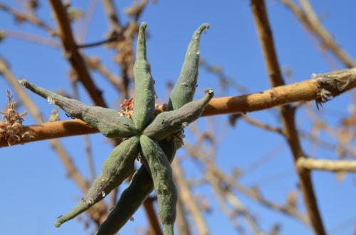 Sterculia-rynchocarpa-PV2690-Sololo-Kenya-2014 0983