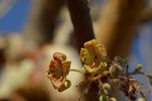 Sterculia-rynchocarpa-PV2690-Sololo-Kenya-2014 0988