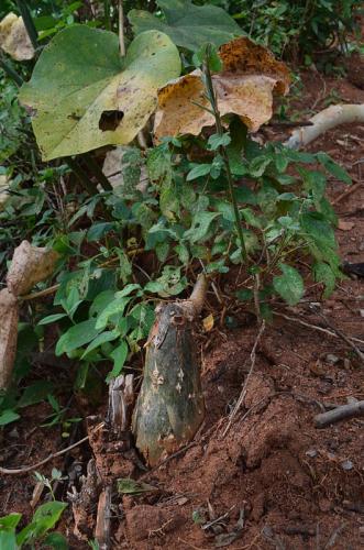 Tinospora-caffra-Ghazi-Kenya-2014 0121