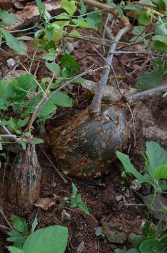 Tinospora-caffra-a-Momordica-rostrata-Ghazi-Kenya-2014 0158