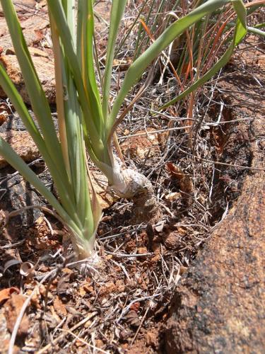 Trachyandra-saltii-Voi-zapadne-GPS164-Kenya-2012 PV0314