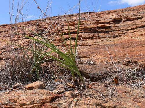 Trachyandra-saltii-Voi-zapadne-GPS164-Kenya-2012 PV0315