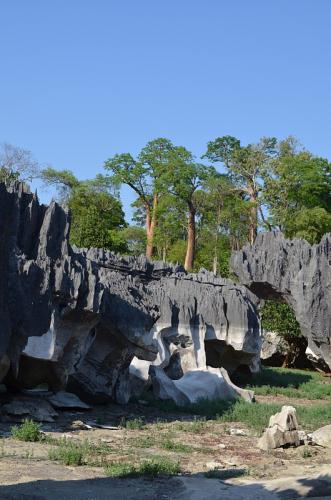 Lokalita-Adansonia-za-Tsingy-de-Namoroka-Little-Tsingy-GPS252-Mad-2015 1478