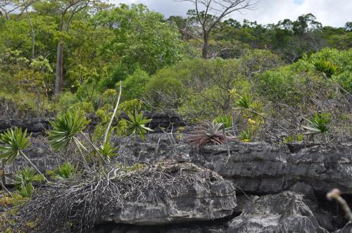 Lokalita-Ankarana-Lodge-Ambilobe-Mad-2015 0694