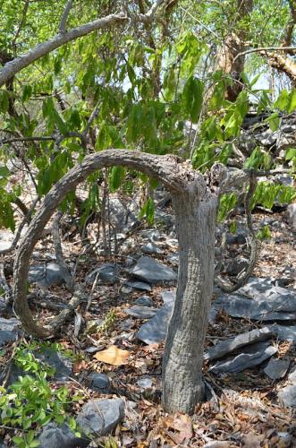 Adenia-firingavalensisTsingy-de-Namoroka-GPS249-Mad-2015 1258