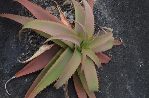 Aloe-aff-bulbillifera-Mandritsara-jizne-GPS243-Mad-2015 0918