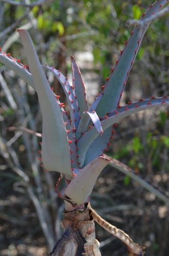Aloe-aff-divaricata-Baly-Bay-Mad-2015 1549