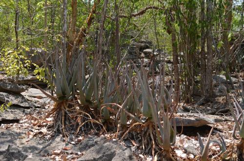 Aloe-aff-divaricata-Tsingy-de-Namoroka-GPS249-Mad-2015 1312