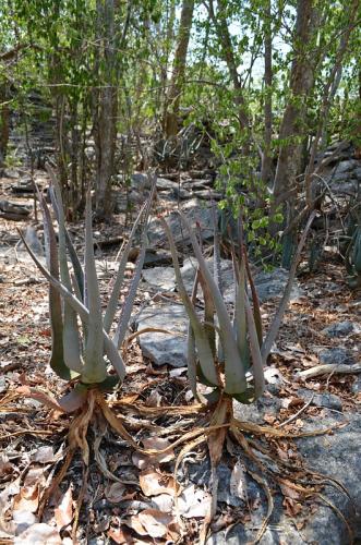 Aloe-aff-divaricata-Tsingy-de-Namoroka-GPS249-Mad-2015 1315