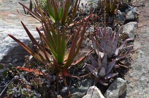 Aloe-aff-fievetii-PV2089-Aloe-conifera-Antsirabe-V-GPS233-Mad-2015 0085