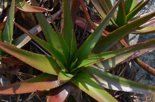 Aloe-aff-fievetii-PV2089-Antsirabe-V-GPS233-Mad-2015 0082