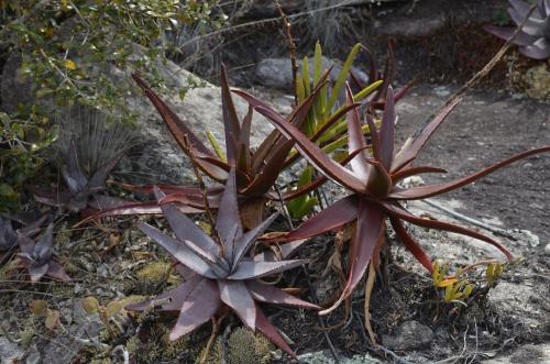 Aloe-aff-fievetii-PV2809-Aloe-conifera-Antsirabe-V-GPS233-Mad-2015 0108