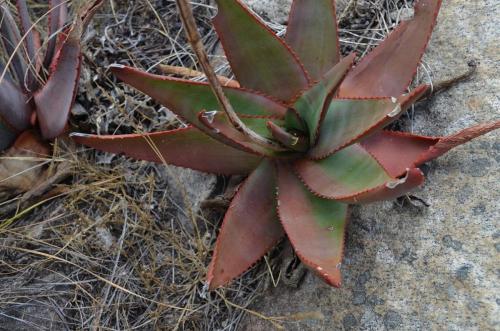 Aloe-aff-fievetii-PV2809-x-Aloe-conifera-Antsirabe-V-GPS233-Mad-2015 0103