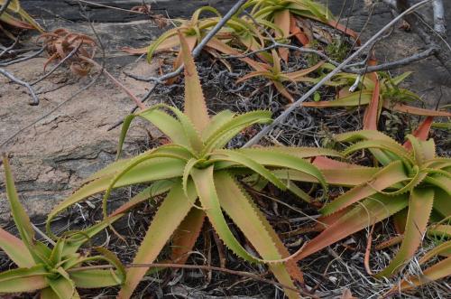 Aloe-bulbillifera-Mandritsara-zapadne-GPSEU2-Mad-2015 0988