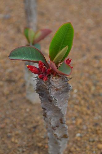 Euphorbia-aff-neohumbertii-Mt-des-Francais-Razafindratsira-nursery-Mad-2015 0214