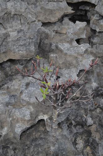 Euphorbia-aff-umbraculiforme-Ankarana-Lodge-Ambilobe-Mad-2015 0698