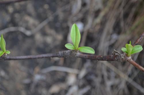 Euphorbia-aff-umbraculiforme-Mandritsara-zapadne-GPSEU2-Mad-2015 0956
