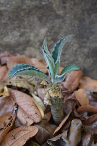 Euphorbia-ankarensis-Ankarana-Lodge-Ambilobe-Mad-2015 0643