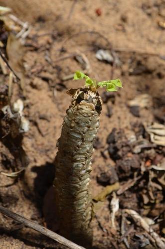 Euphorbia-ankarensis-Diego-Suarez-Sakalava-Bay-GPS235-Mad-2015 0510