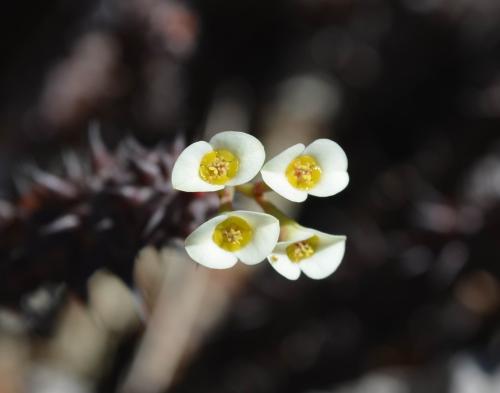 Euphorbia-bulbispina-Windsor-Castle-Diego-Suarez-Mad-2015 0360