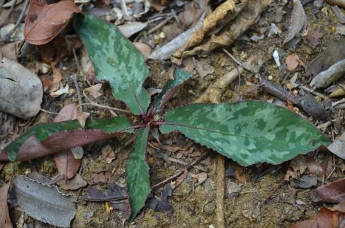 Euphorbia-cremersii-Tsingy-de-Namoroka-GPS251-Mad-2015 1410