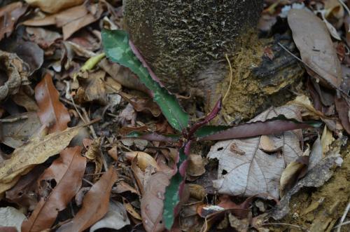 Euphorbia-cremersii-Tsingy-de-Namoroka-GPS251-Mad-2015 1411