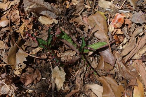 Euphorbia-cremersii-Tsingy-de-Namoroka-GPS251-Mad-2015 1420