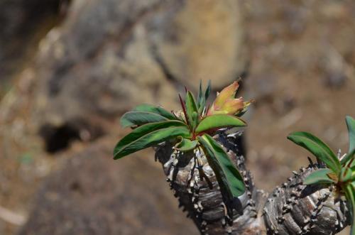 Euphorbia-guillauminiana-Ambarijeby-GPS244-a-245-Mad-2015 1085
