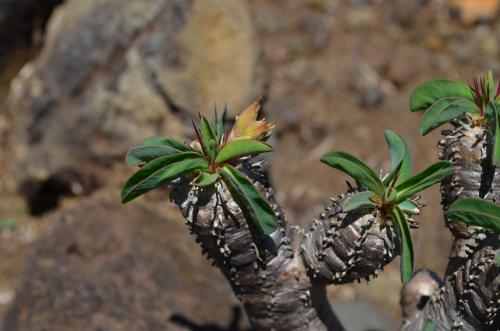 Euphorbia-guillauminiana-Ambarijeby-GPS244-a-245-Mad-2015 1086