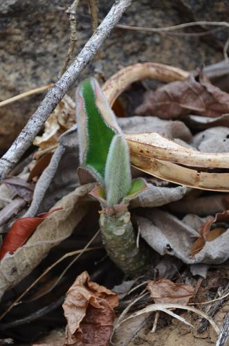 Euphorbia-maromokotrensis-Maromokotra-GPS238-Mad-2015 0561
