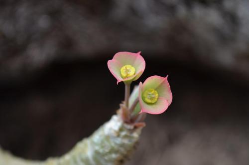 Euphorbia-maromokotrensis-Maromokotra-GPS238-Mad-2015 0565