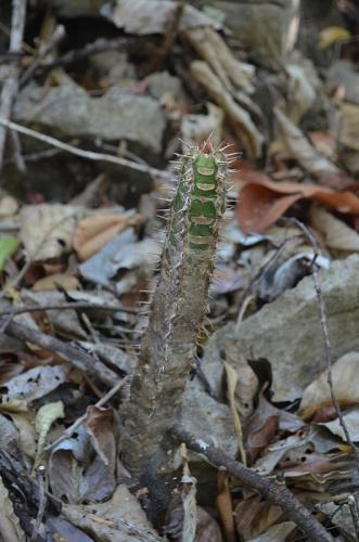 Euphorbia-neohumbertii-Ankarana-Lodge-Ambilobe-Mad-2015 0603