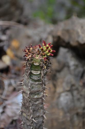 Euphorbia-neohumbertii-Ankarana-Lodge-Ambilobe-Mad-2015 0660