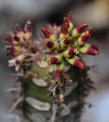 Euphorbia-neohumbertii-Ankarana-Lodge-Ambilobe-Mad-2015 0662