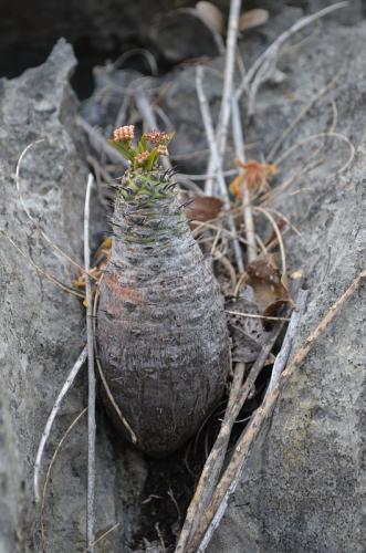 Euphorbia-pachypodioides-Ankarana-Lodge-Ambilobe-Mad-2015 0707