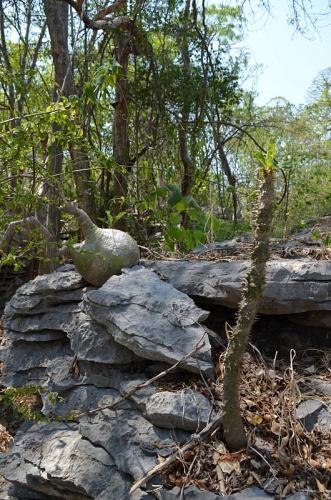 Euphorbia-perrieri-Adenia-sp-Tsingy-de-Namoroka-GPS249-Mad-2015 1252